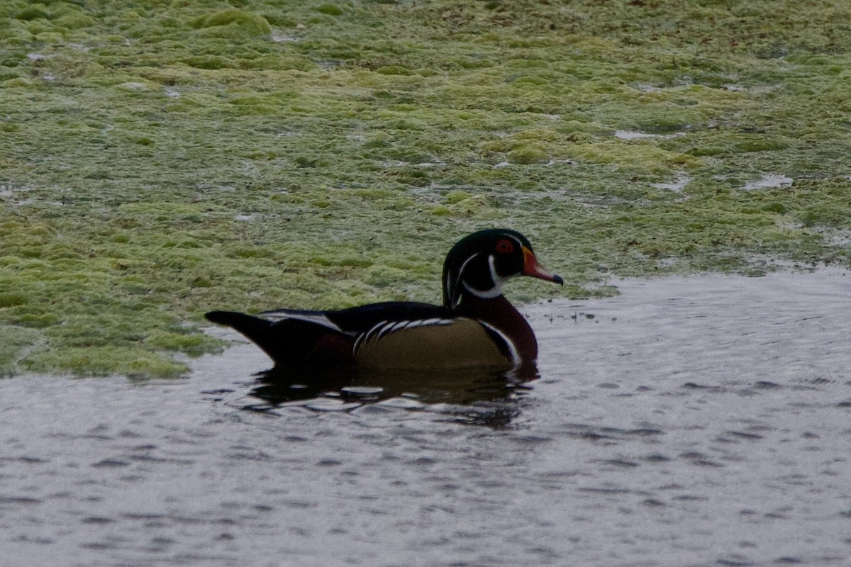 Canard branchu - ML646126580