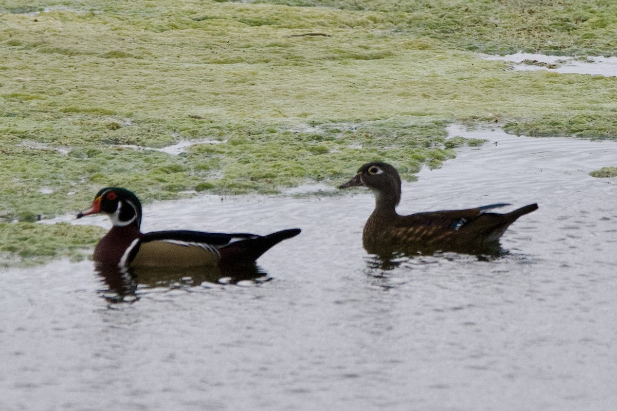 Canard branchu - ML646126581