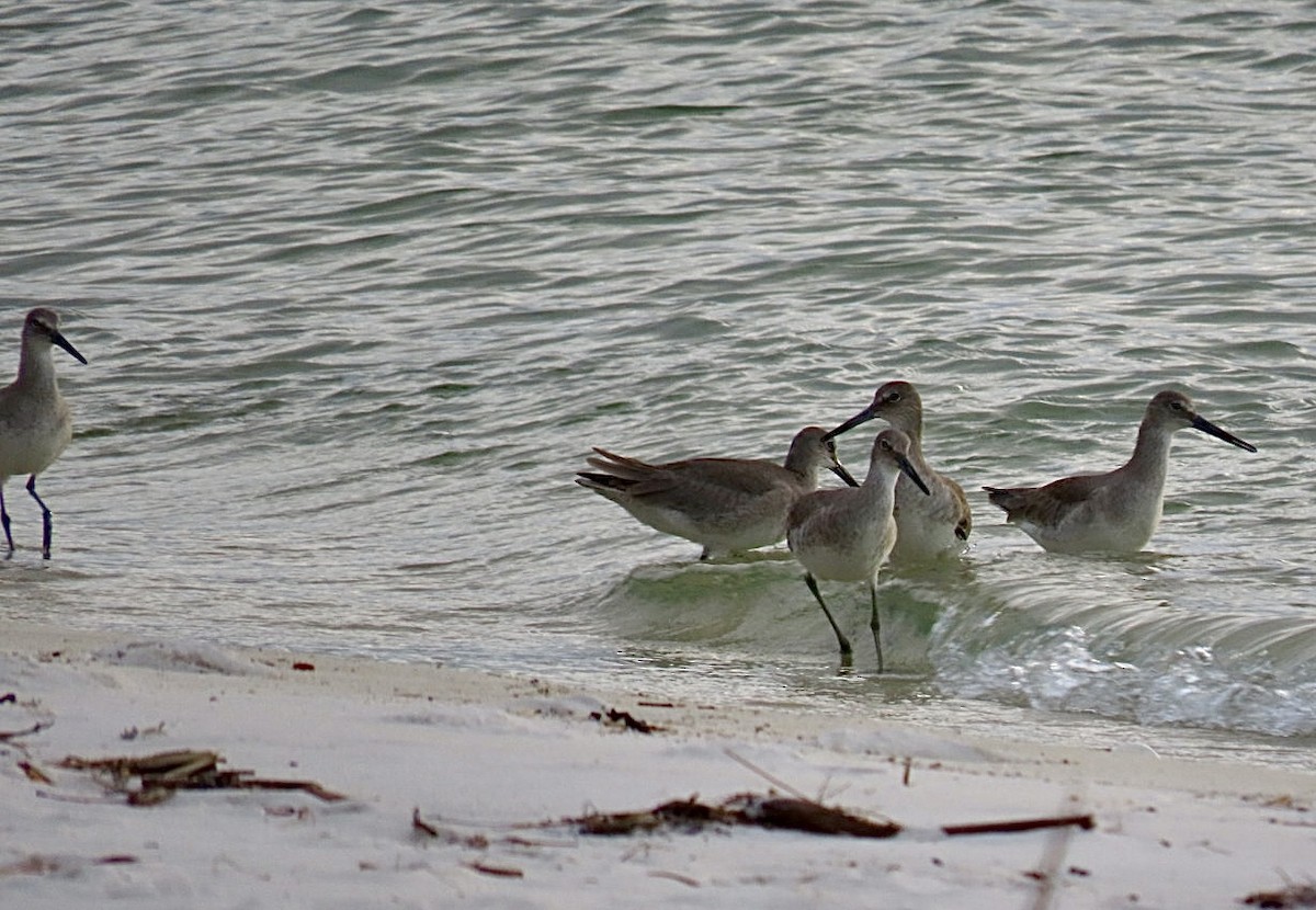 Willet - ML646126583