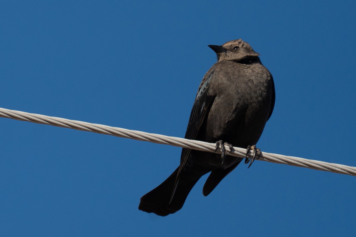 Brewer's Blackbird - ML646126588