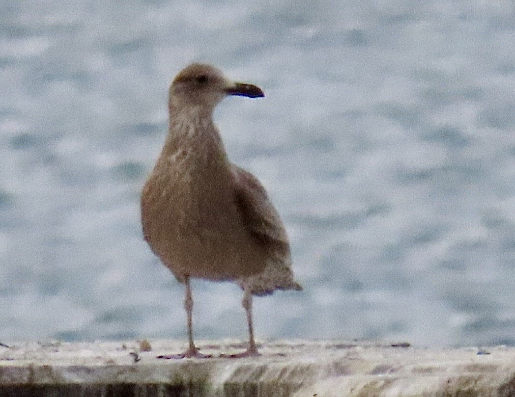 American Herring Gull - ML646126596