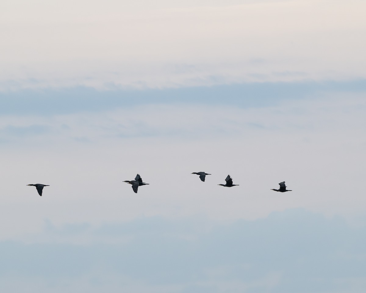 Great Cormorant - ML646126598