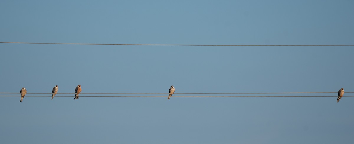 Belatz hankagorria - ML646126608