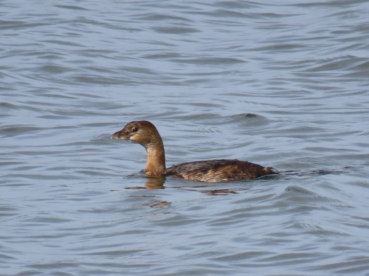 Pied-billed Grebe - ML646126609