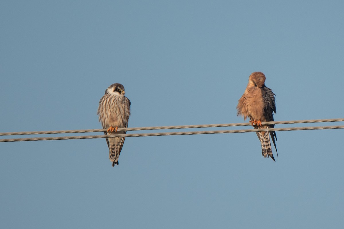 Belatz hankagorria - ML646126610