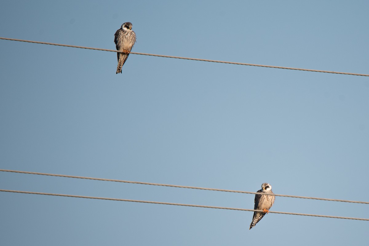 Belatz hankagorria - ML646126611