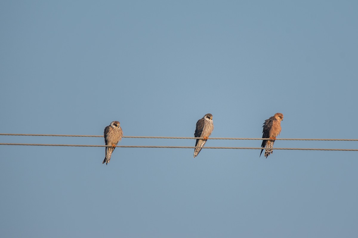 Belatz hankagorria - ML646126612