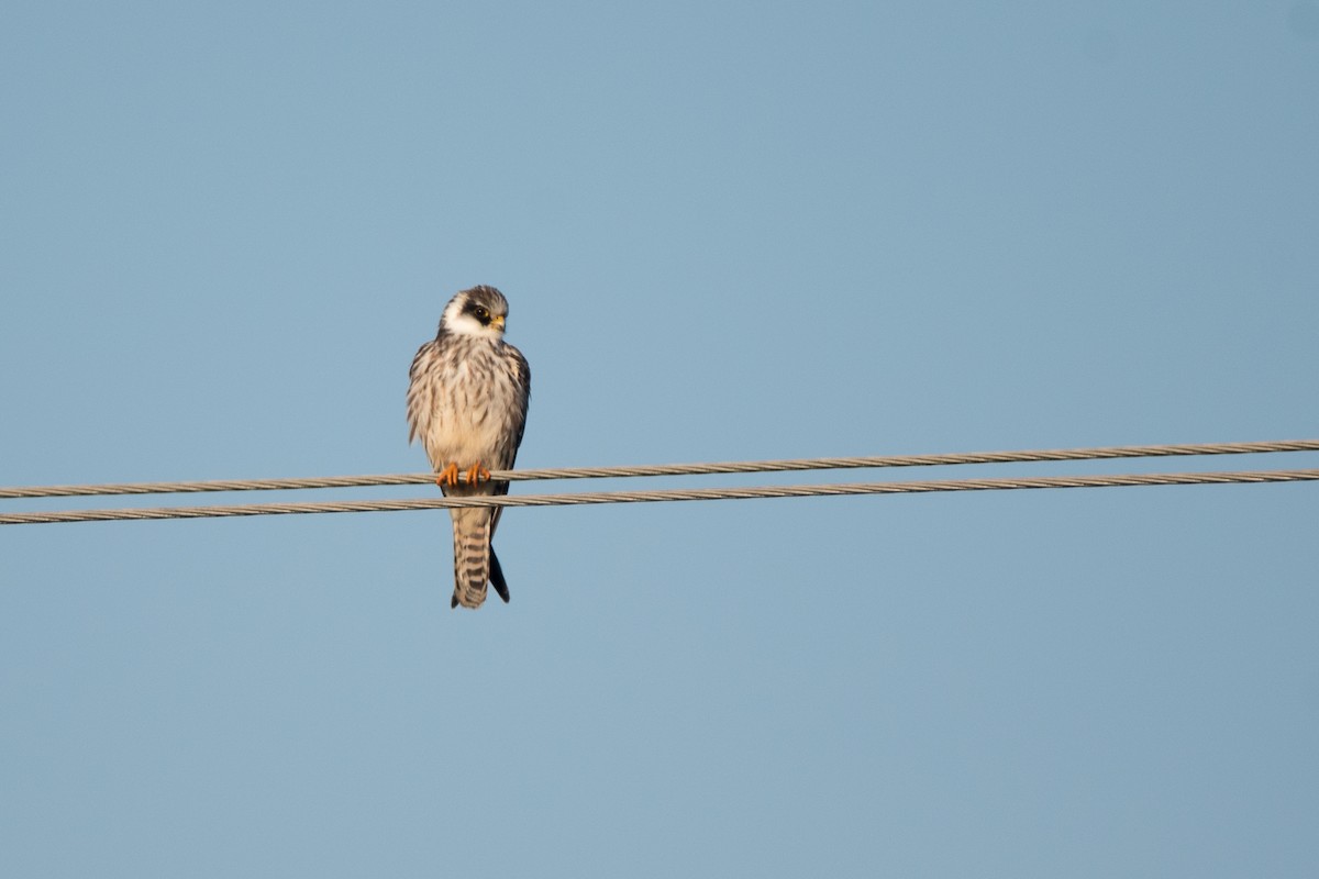 Belatz hankagorria - ML646126613