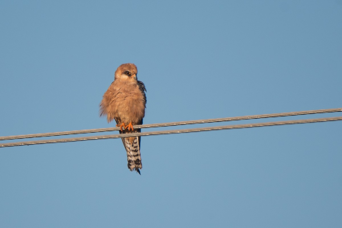 Belatz hankagorria - ML646126614