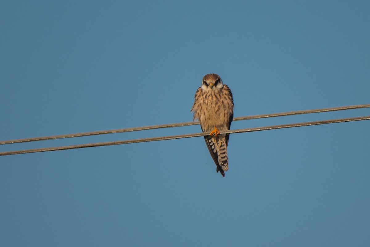 Belatz hankagorria - ML646126615