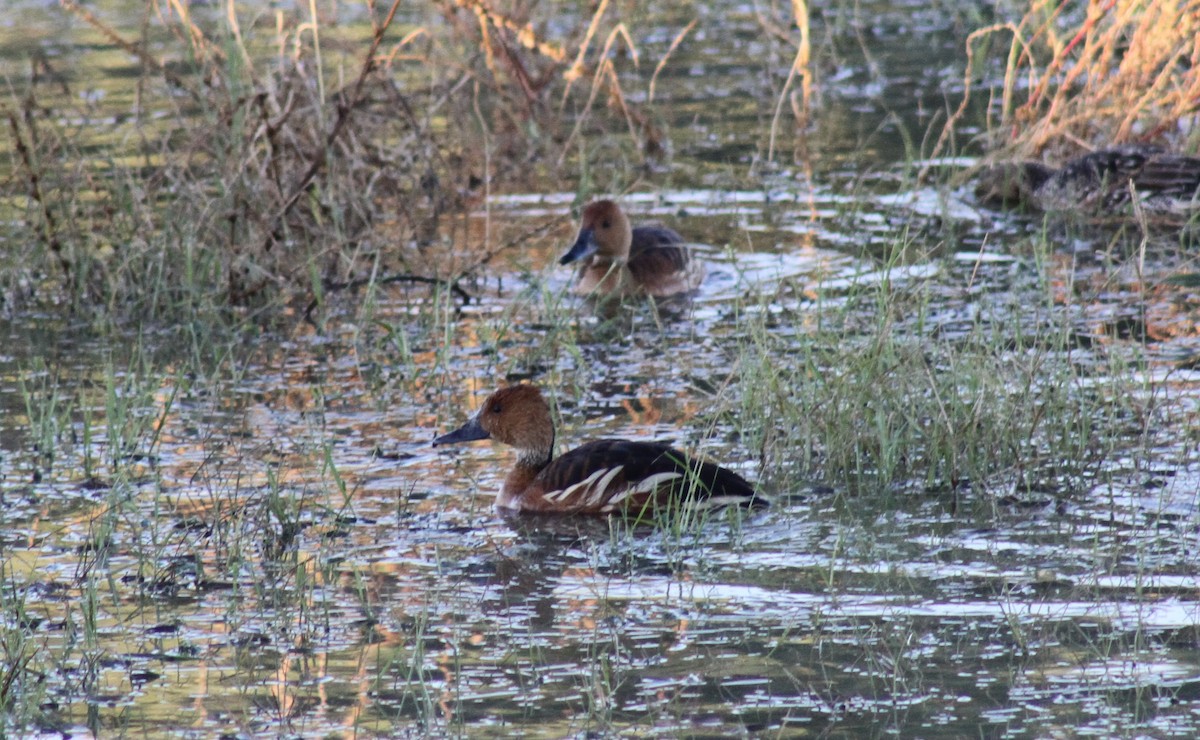 Свистач рудий - ML646126623