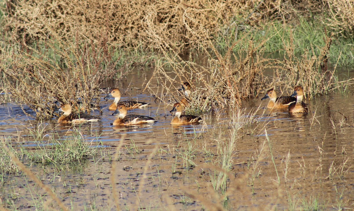 Свистач рудий - ML646126624