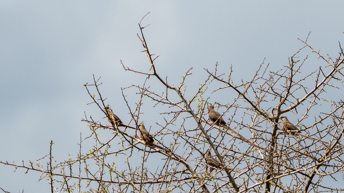Speckled Mousebird - ML646126626
