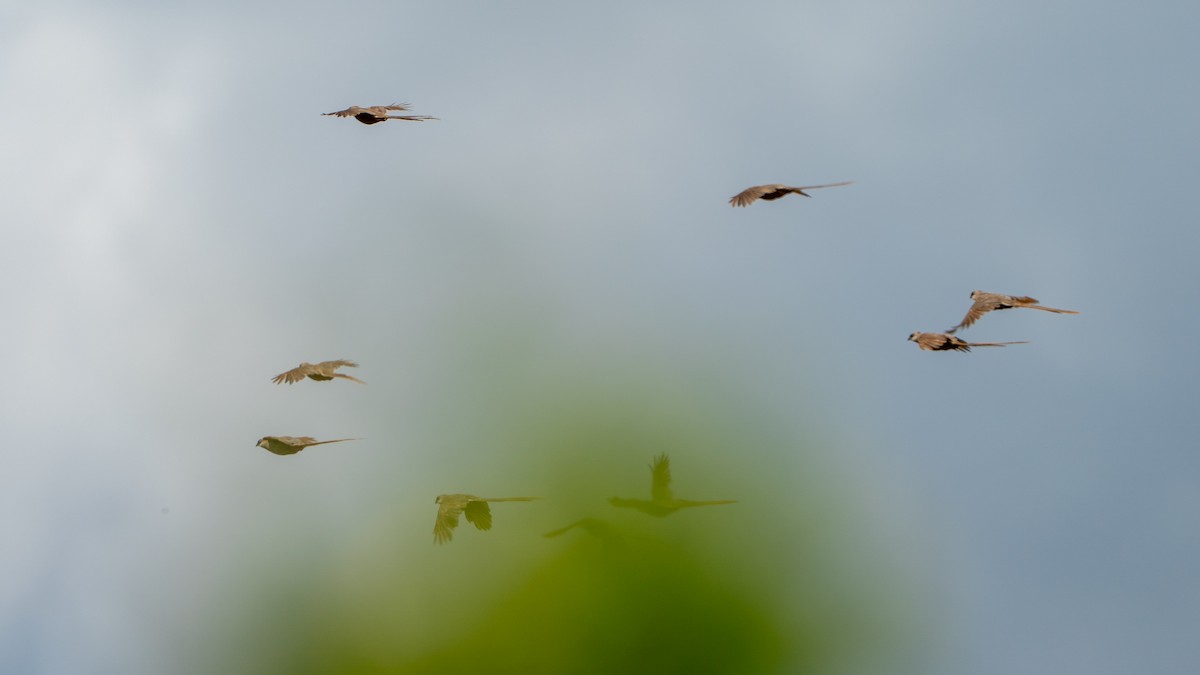 Speckled Mousebird - ML646126627