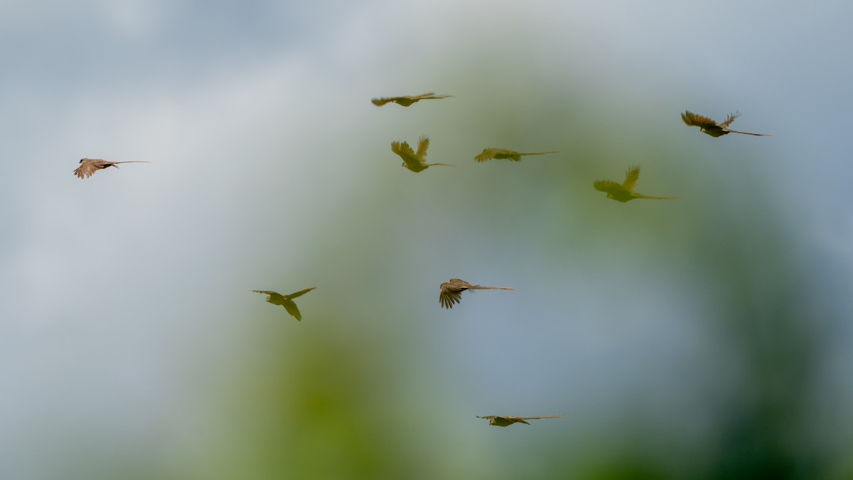 Speckled Mousebird - ML646126628