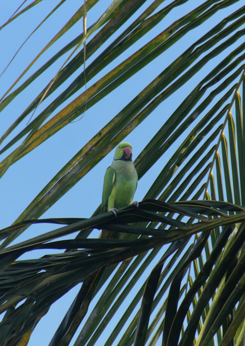 Rose-ringed Parakeet - ML646126629