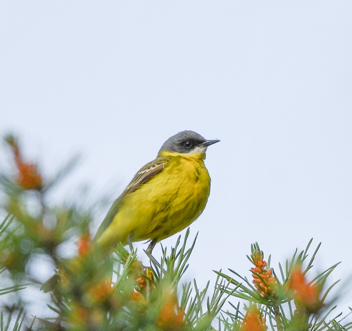 Western Yellow Wagtail - ML646126630