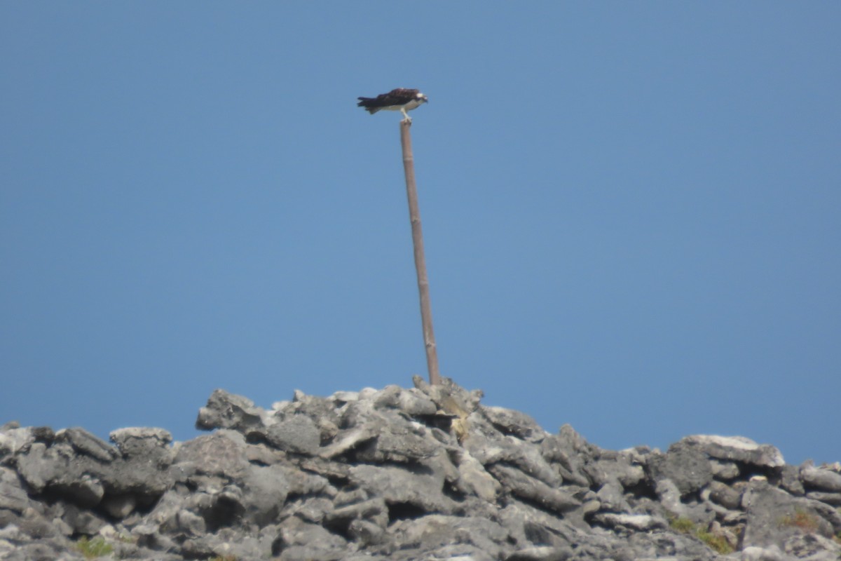 Osprey - ML646126631