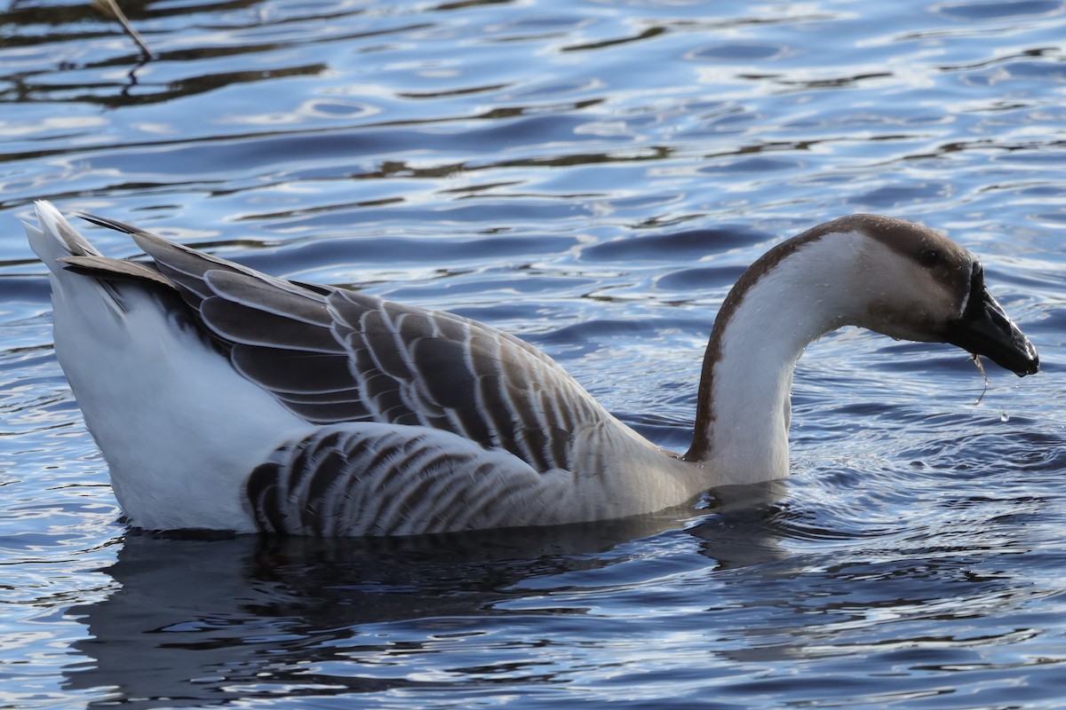 Swan Goose (Domestic type) - ML646126635