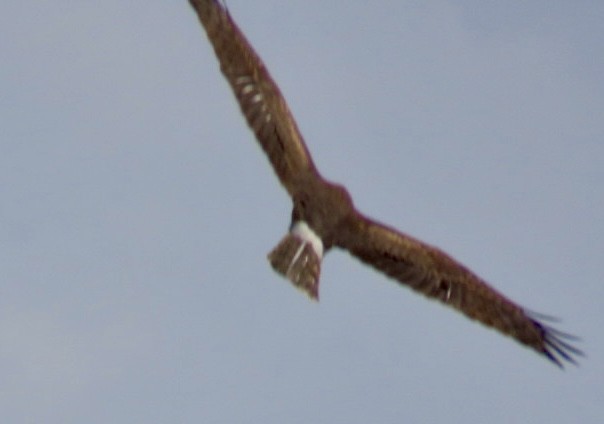 Northern Harrier - ML646126636