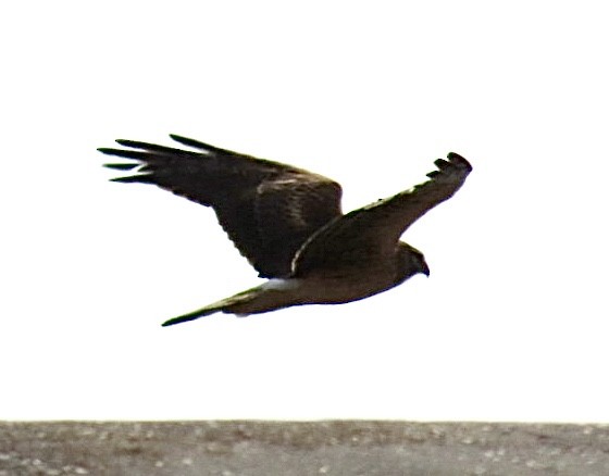 Northern Harrier - ML646126637