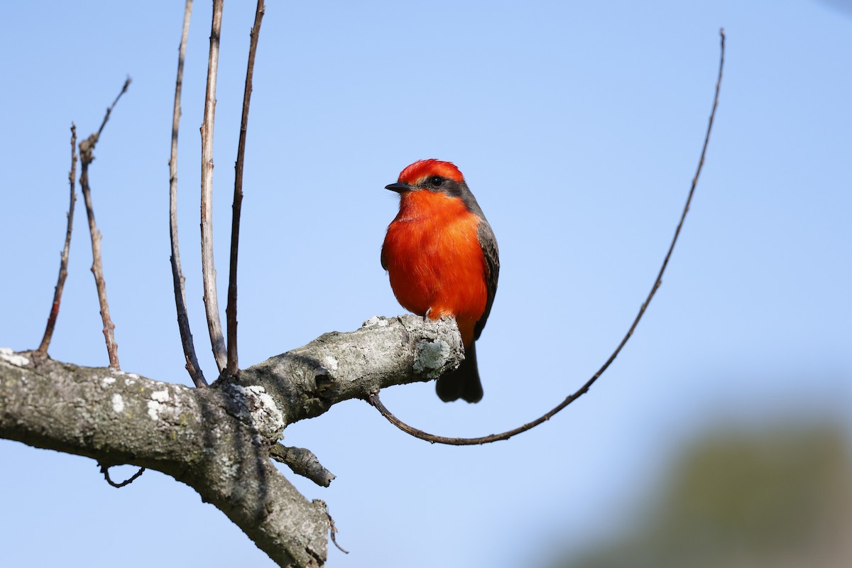 Vermilion Flycatcher - ML646126638