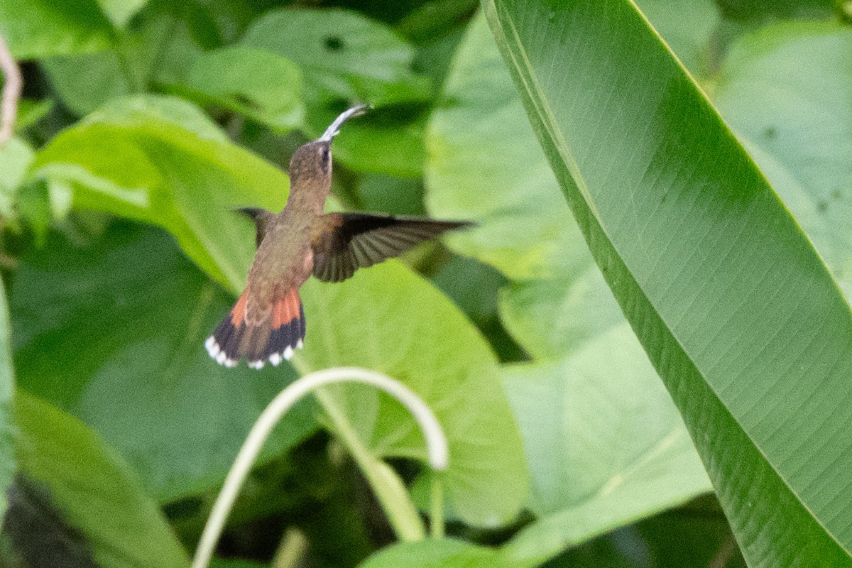 Bronzy Hermit - ML646126641