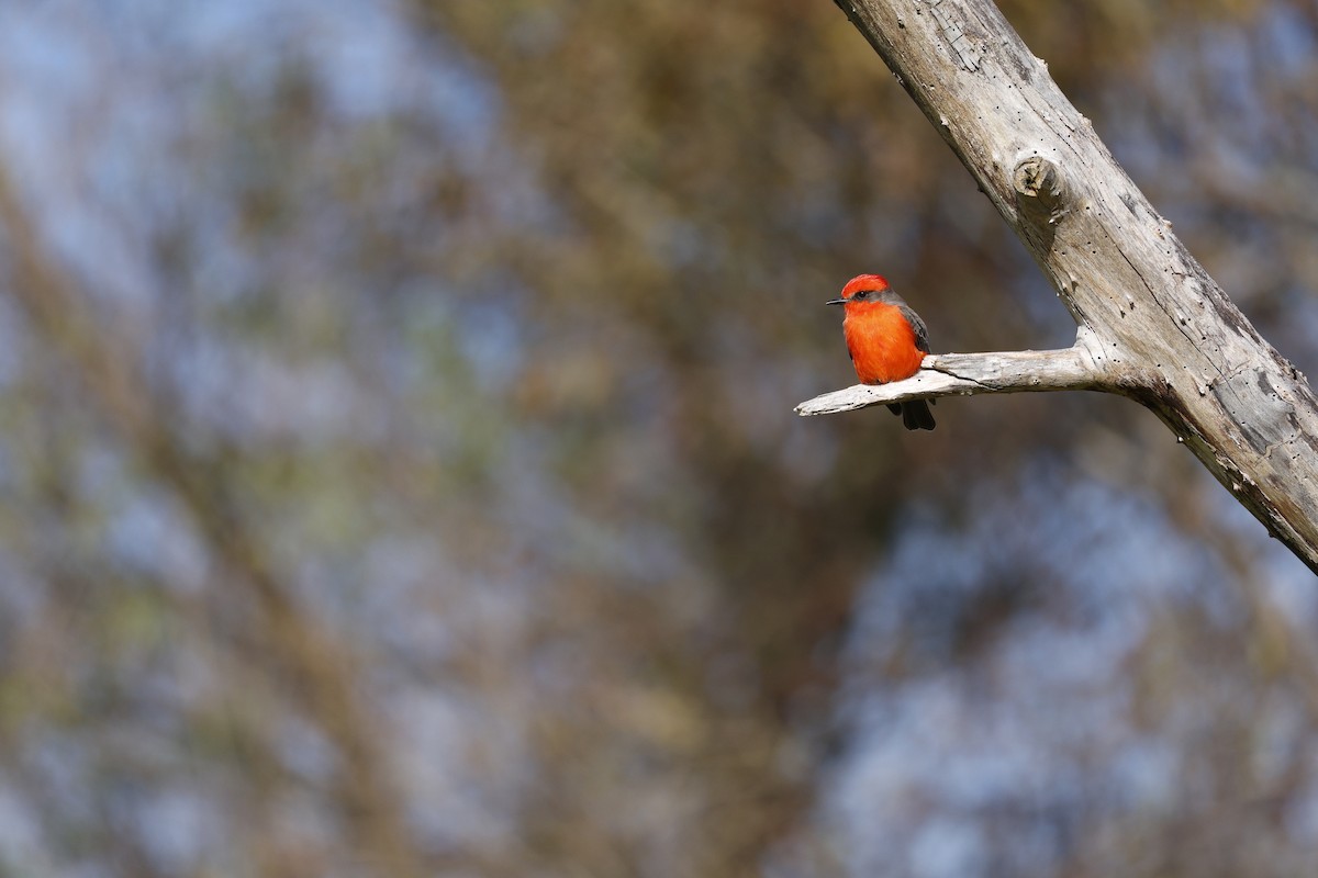 Vermilion Flycatcher - ML646126642
