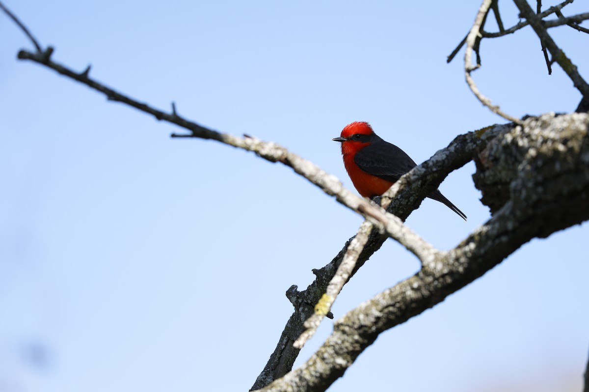 Vermilion Flycatcher - ML646126643