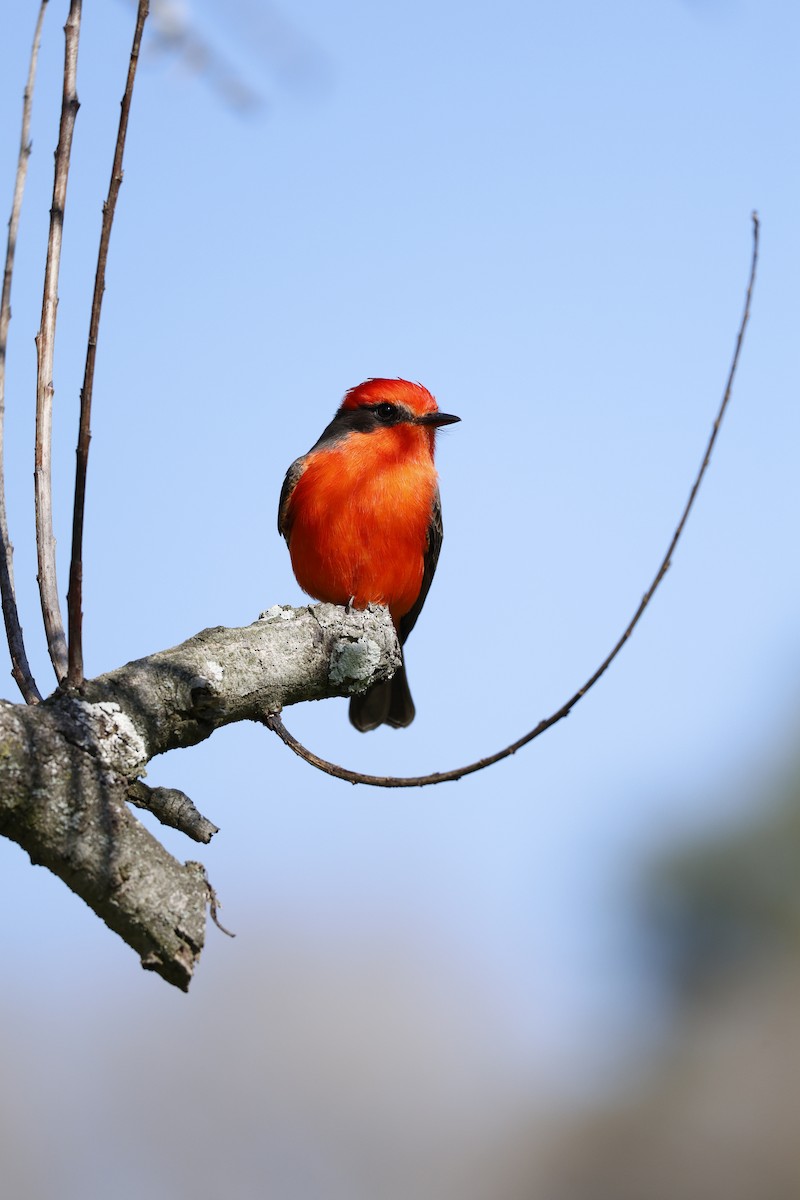 Vermilion Flycatcher - ML646126649
