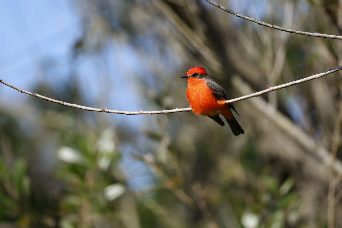 Vermilion Flycatcher - ML646126651