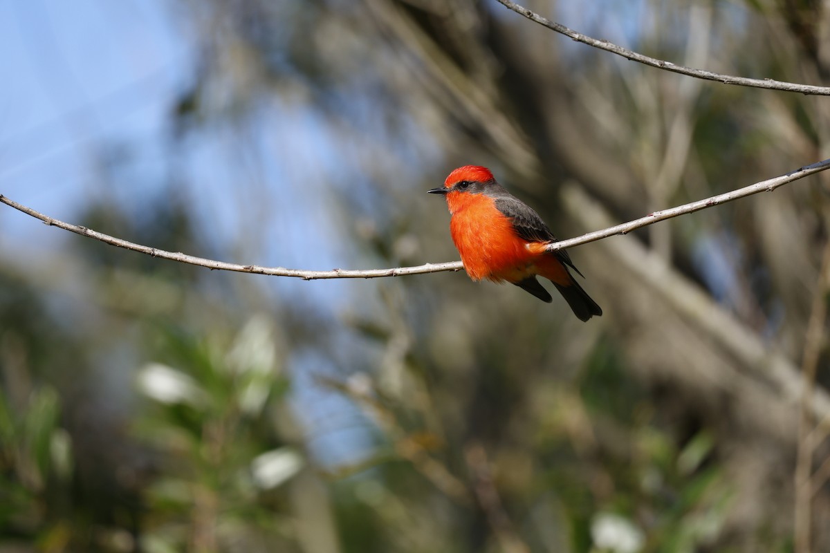 Vermilion Flycatcher - ML646126652