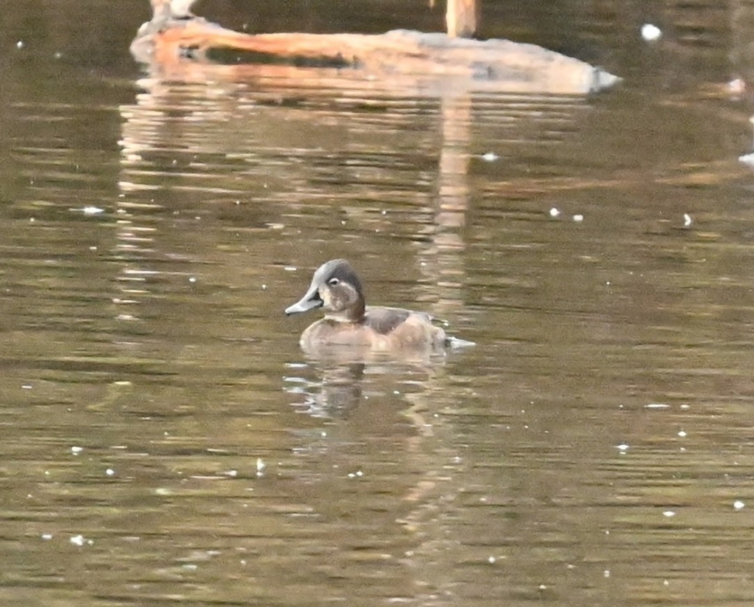 Ring-necked Duck - ML646126653