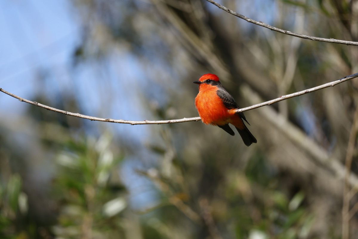 Vermilion Flycatcher - ML646126654