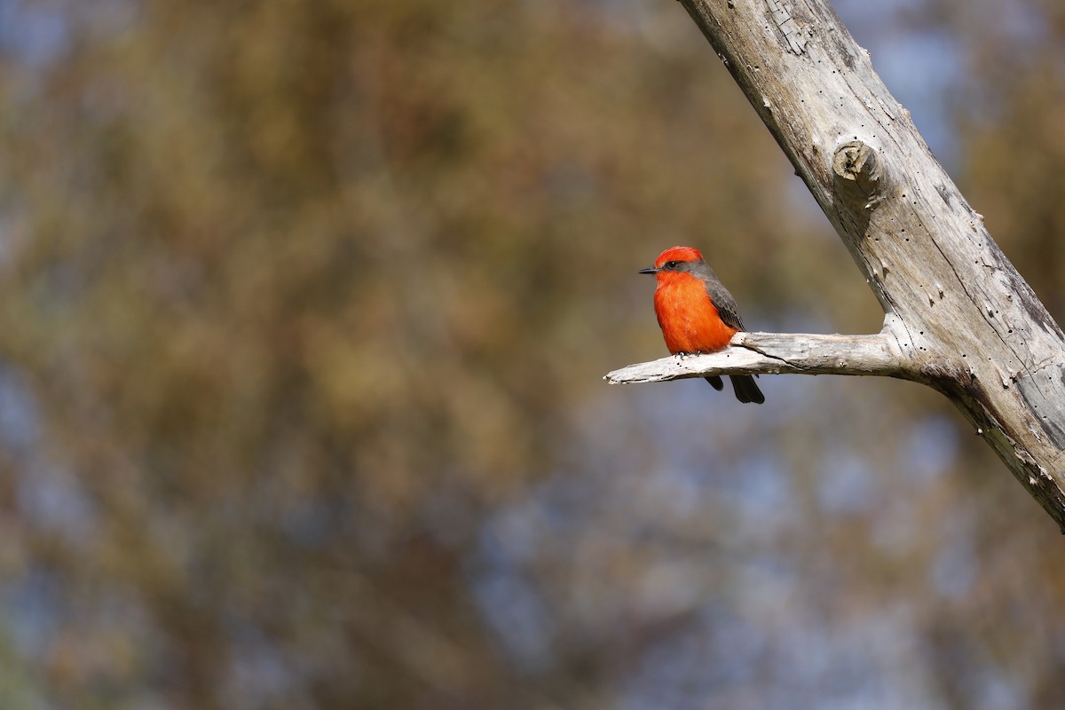 Vermilion Flycatcher - ML646126655