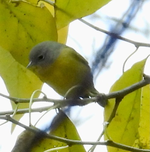 Nashville Warbler - ML646126657