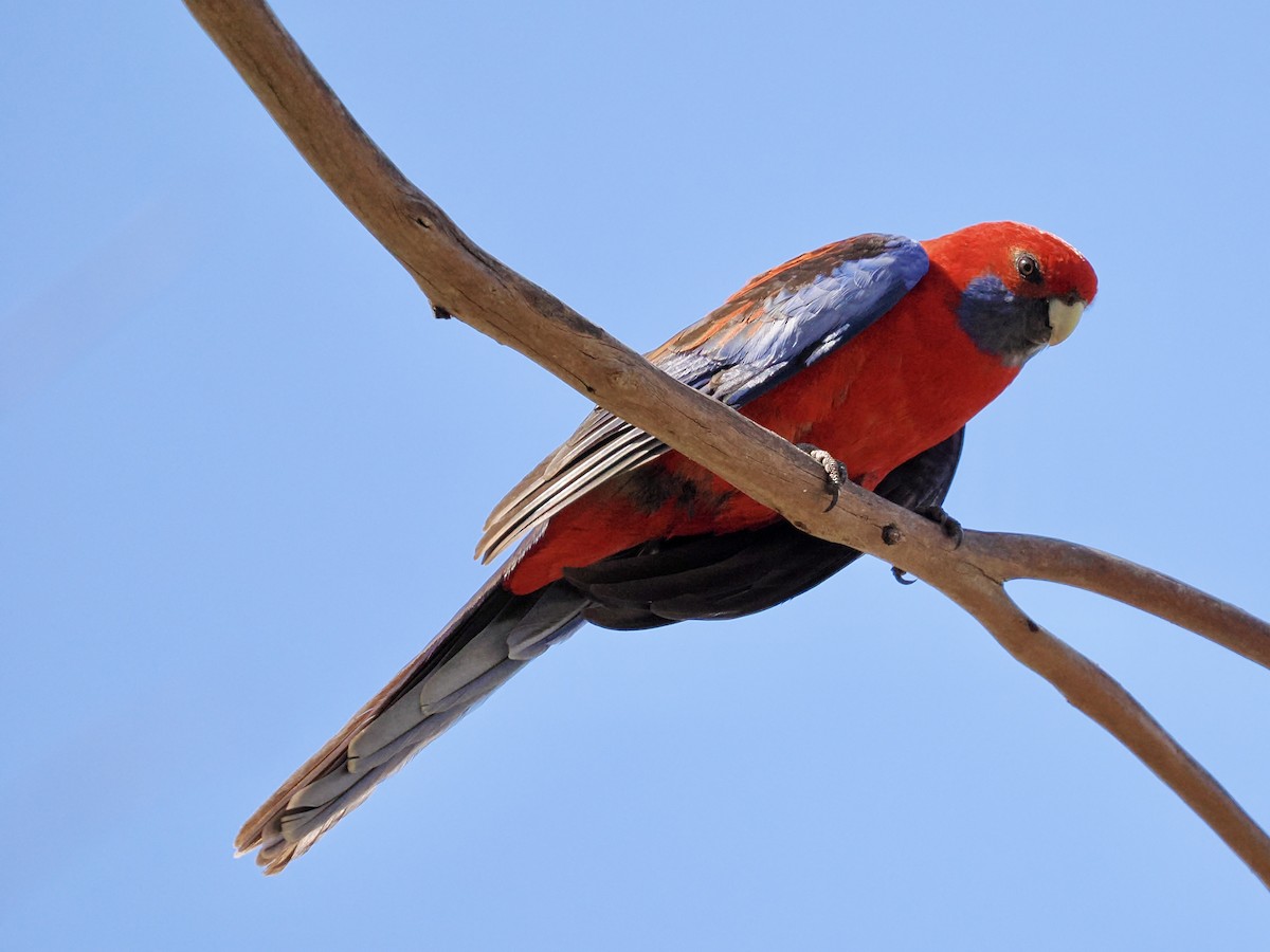 Crimson Rosella - ML646126658