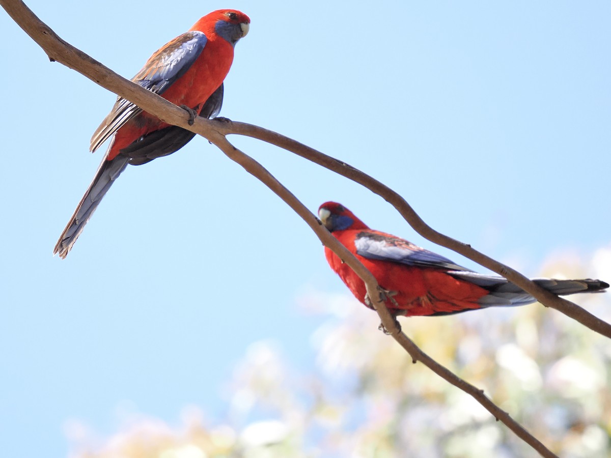 Crimson Rosella - ML646126659
