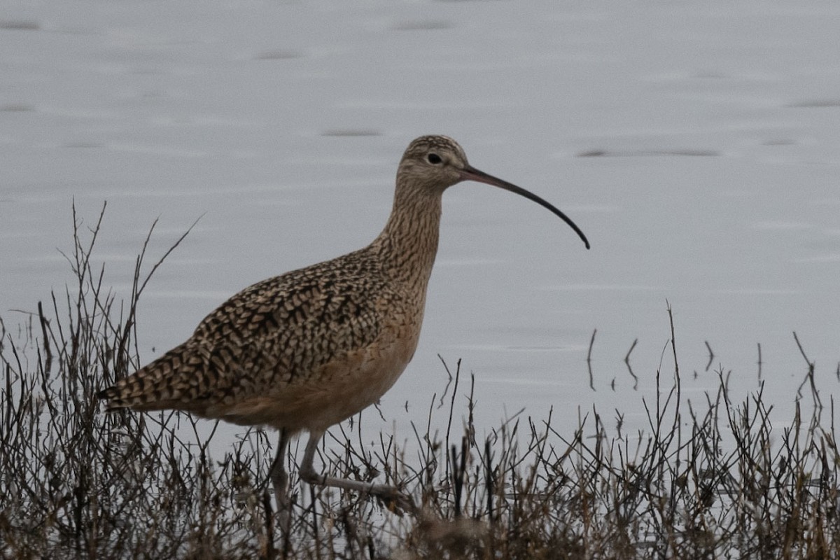 Long-billed Curlew - ML646126660