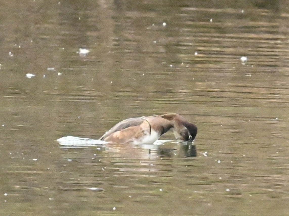 Ring-necked Duck - ML646126661