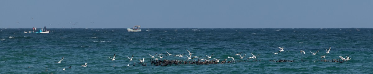 Socotra Cormorant - ML646126662