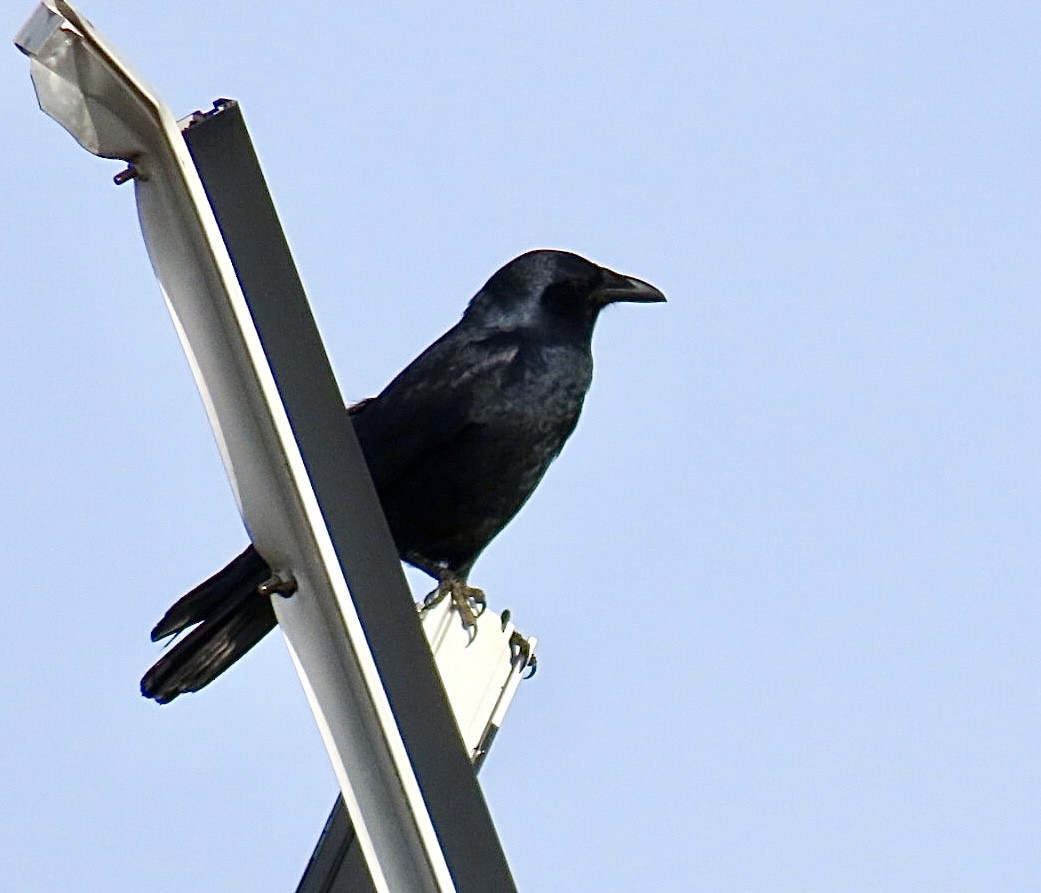 Fish Crow - ML646126663