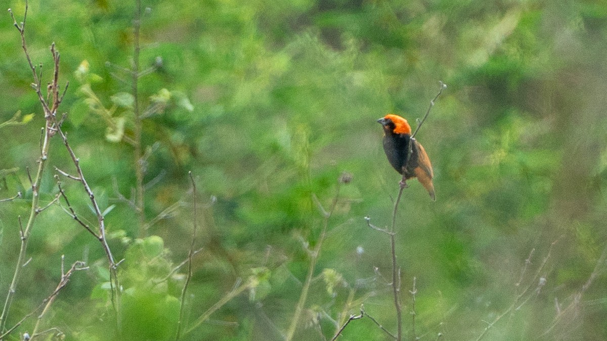 Zanzibar Red Bishop - ML646126664