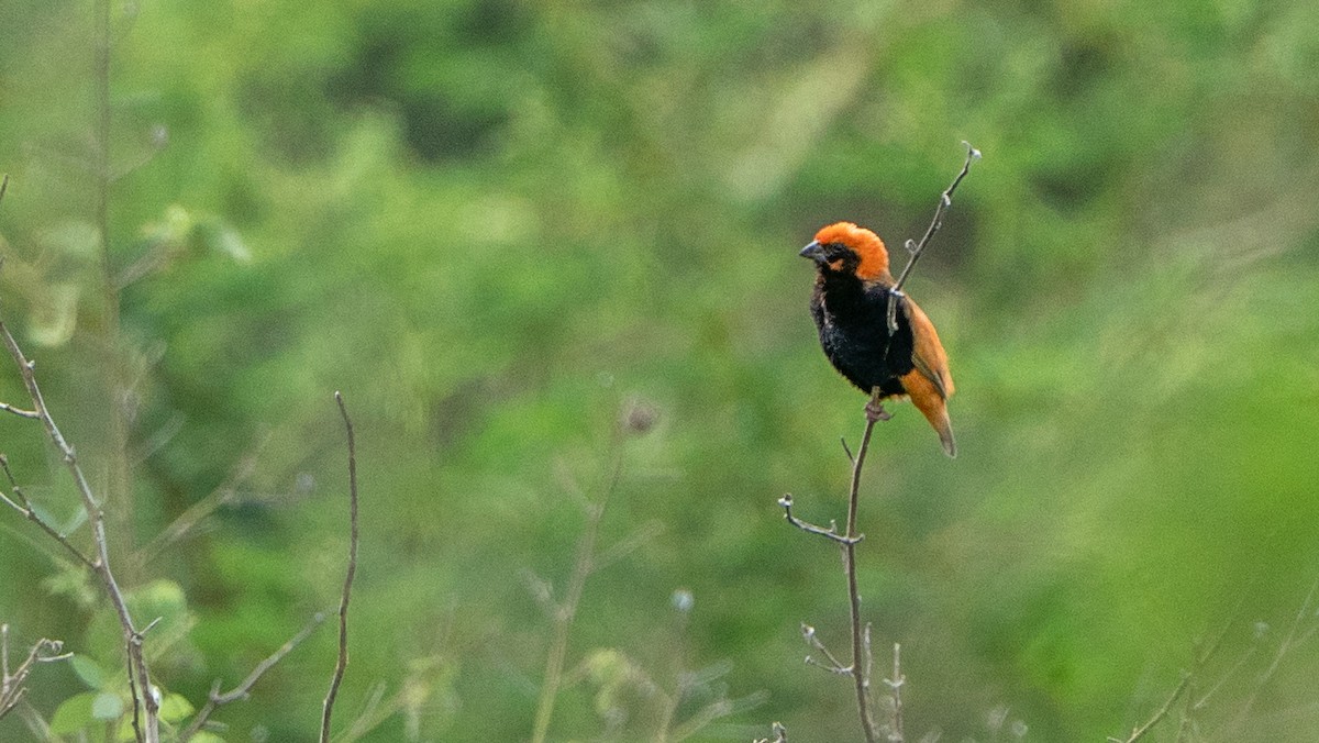 Zanzibar Red Bishop - ML646126665
