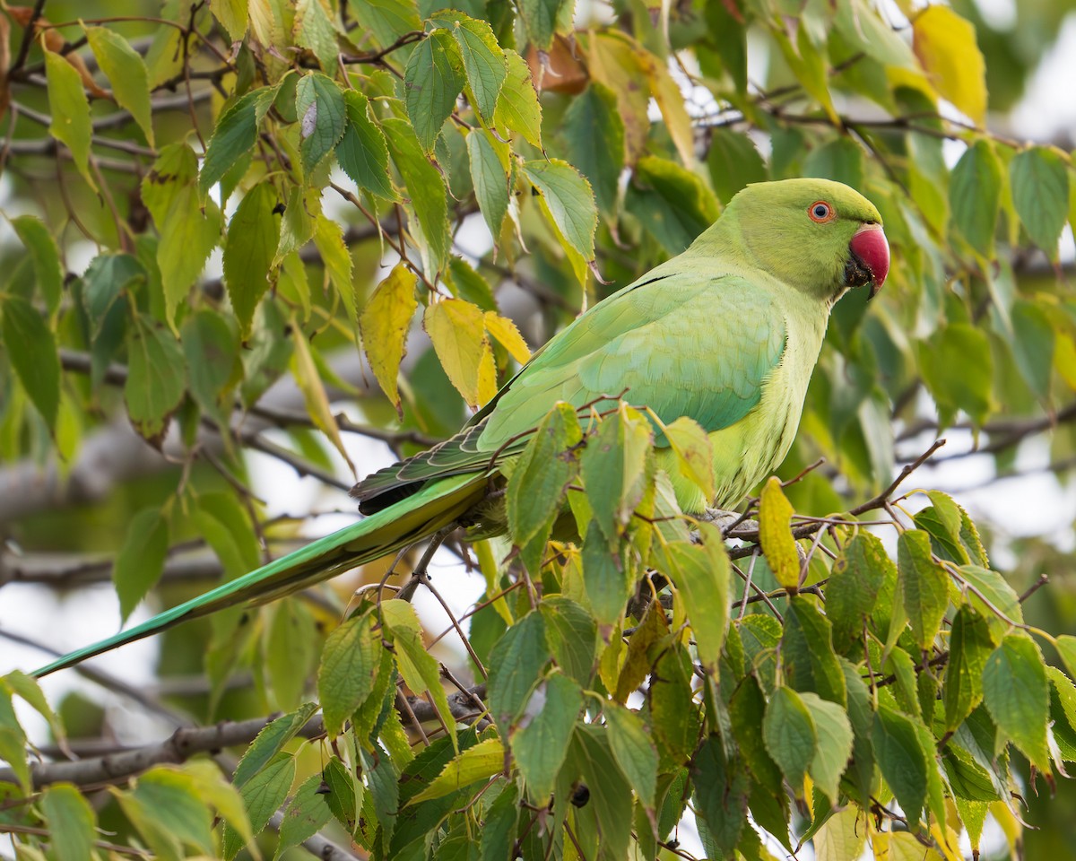 Rose-ringed Parakeet - ML646126667