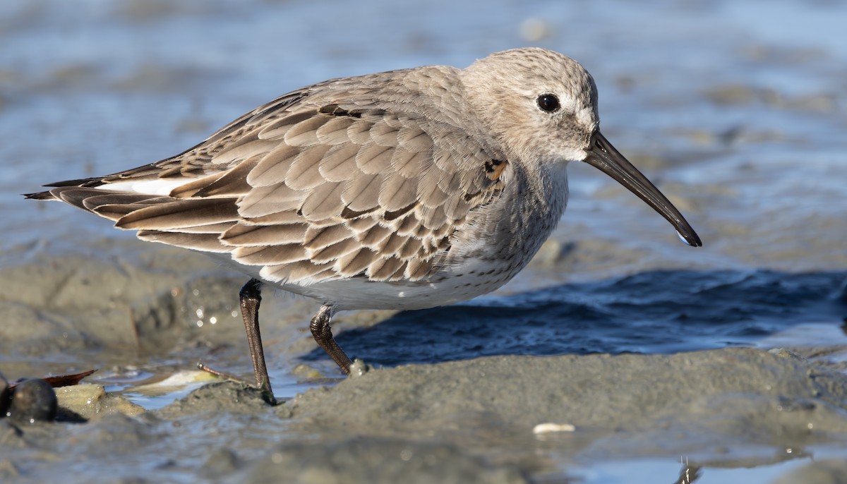 Dunlin - ML646126669