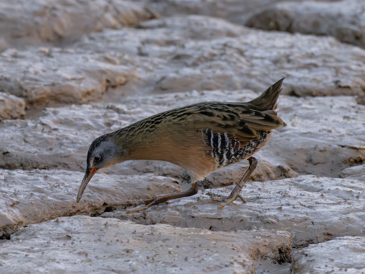 Пастушок віргінський - ML646126670