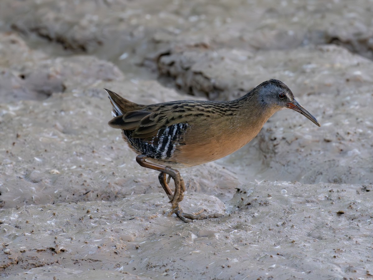 Пастушок віргінський - ML646126671