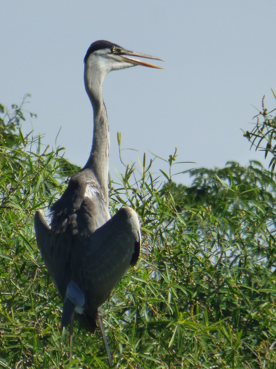 Cocoi Heron - ML646126673