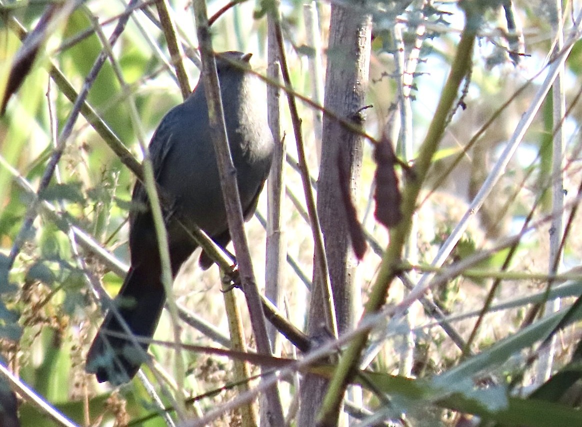 Gray Catbird - ML646126678